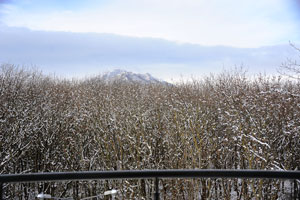 Winter forest